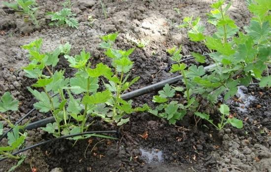 gooseberry propagation