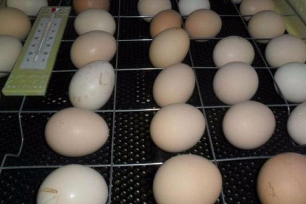 snesená vejce 