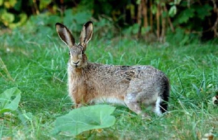 lièvre dans la clairière 