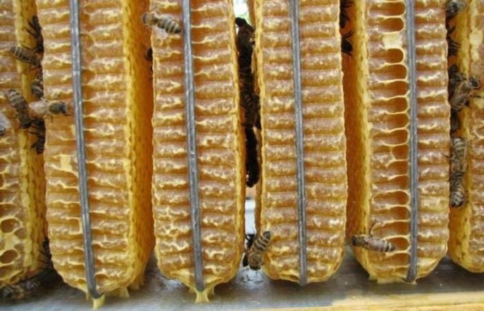 Wabe mit Bienen 