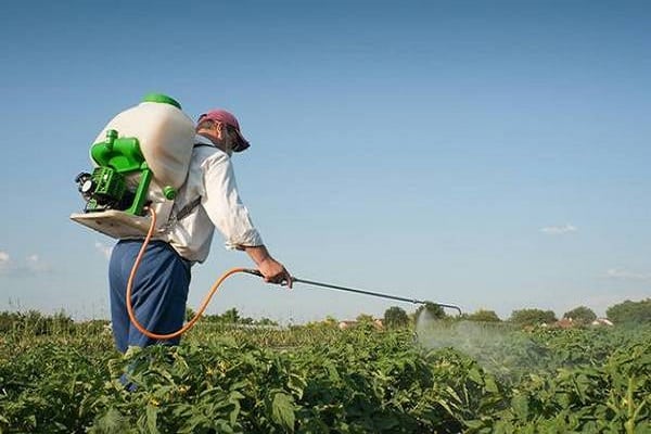 acumulación en plantas