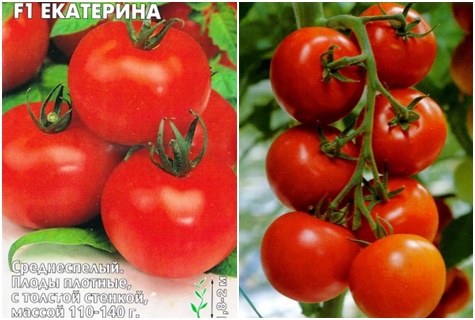 graines de tomates Ekaterina