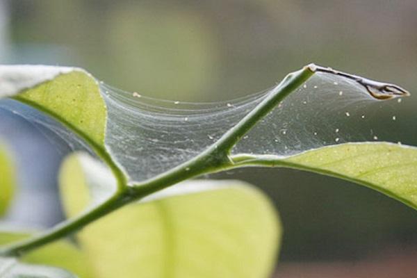 telaraña de pulgón 