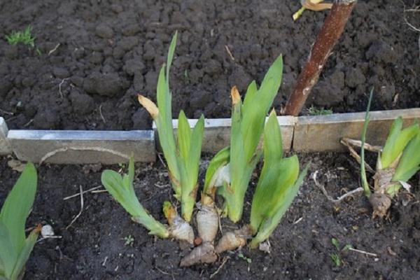 germination des fleurs 