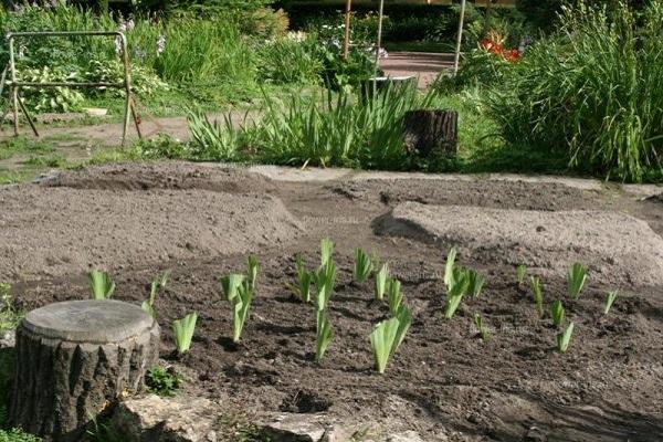 le parterre de fleurs devient vert 