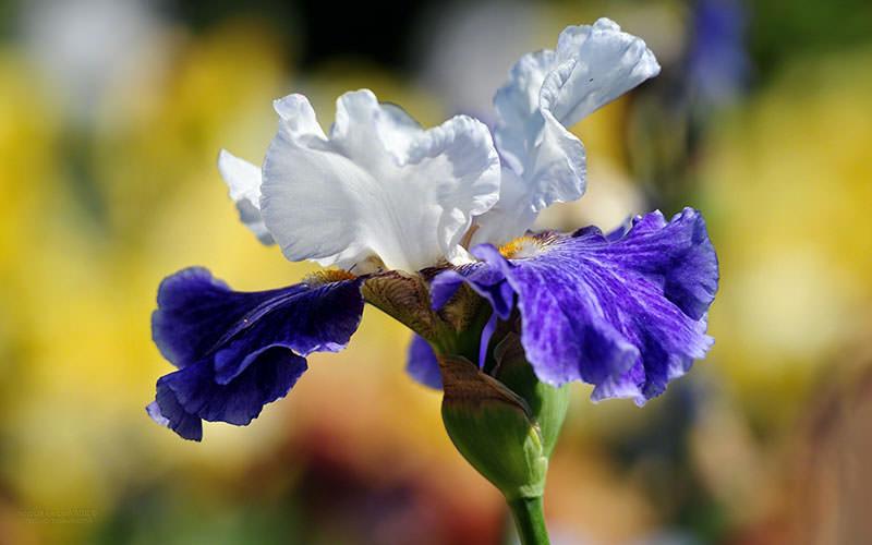 flor de íris