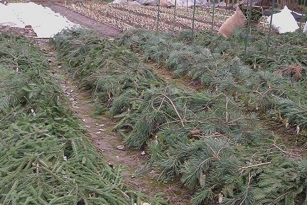 καταφύγιο για το χειμώνα 