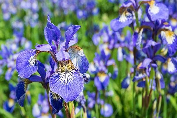 voortplanting van de iris