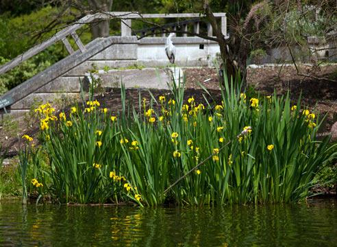 Swamp irises