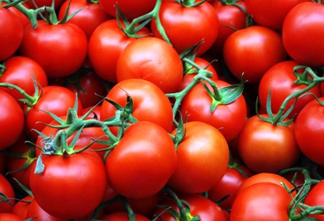 ein Bund Irishka-Tomaten