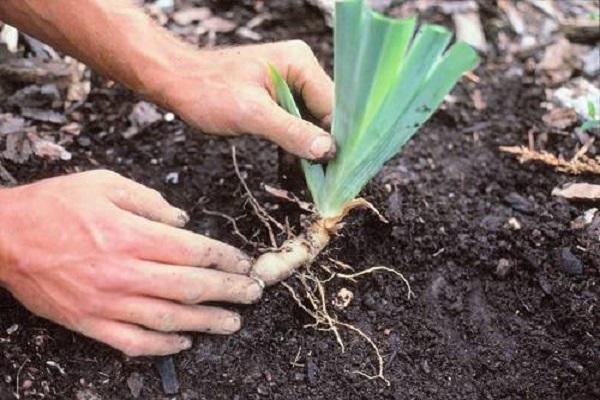 planter une fleur 