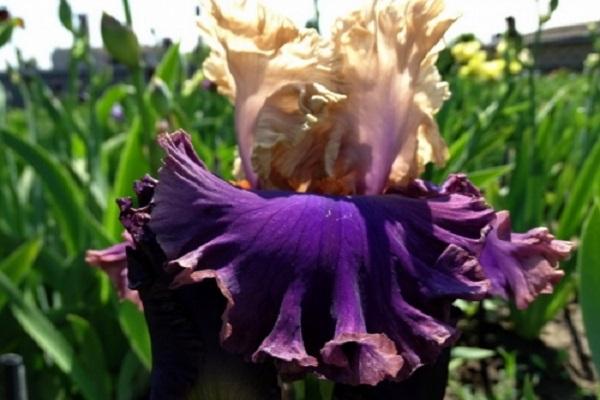 iris non barbus