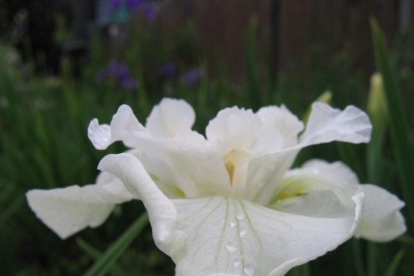 fleur blanche 