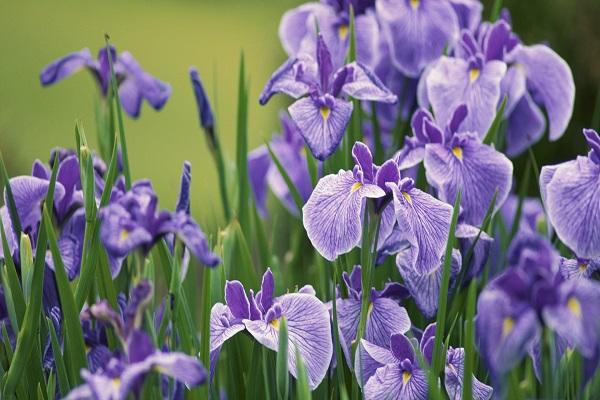 plantes qui aiment la chaleur