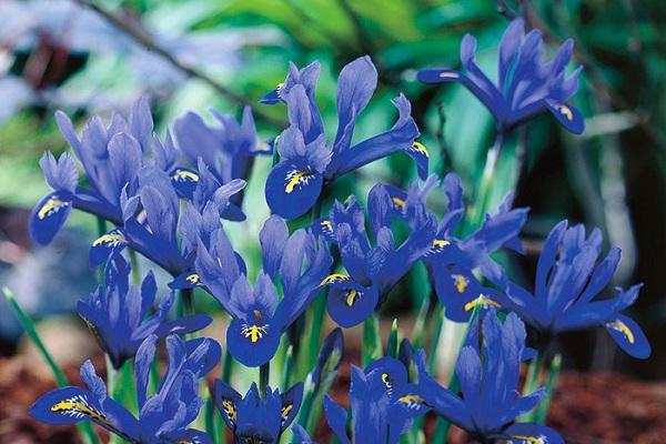 harmonie in de tuin 