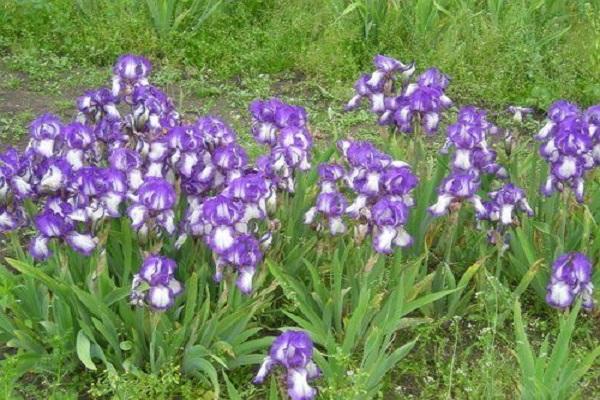 cuidado de canteiro de flores 