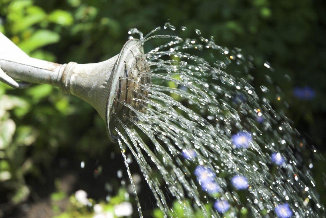 watering flowers