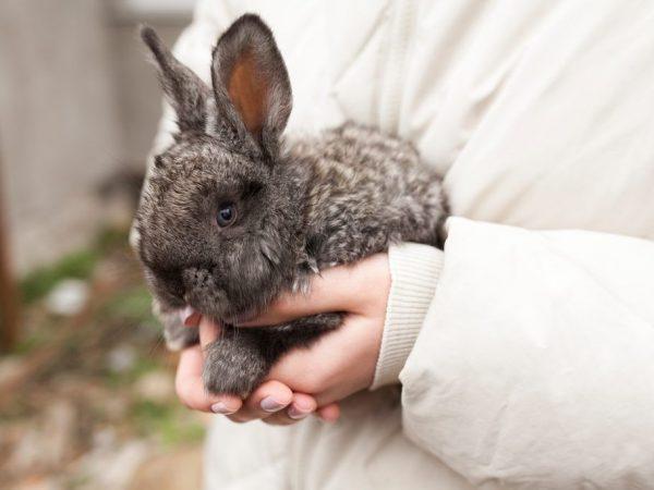 bunny in arms