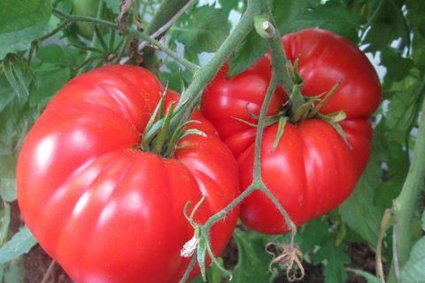 tomato trays