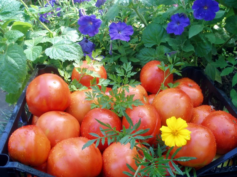 riesige Tomaten