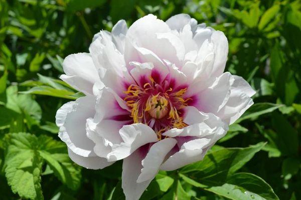 white peony