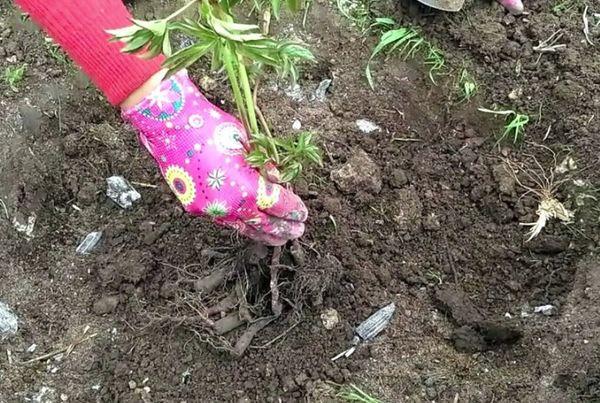 planting peonies