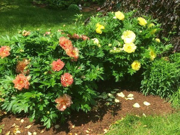 peonies bloom