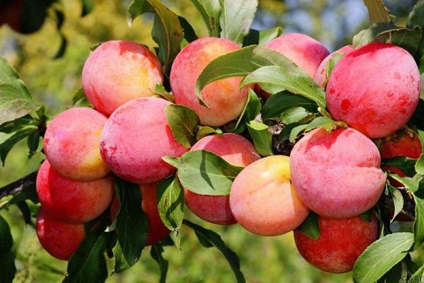 Beeren ohne Parasiten 