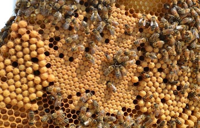 Bienen bilden sich 