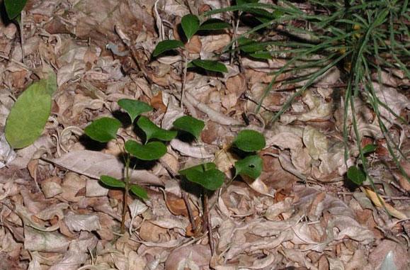 berberis formering