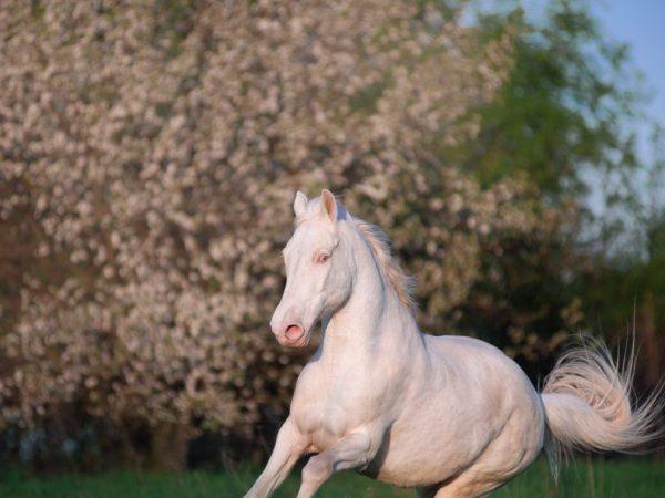 couleur du cheval Isabelle