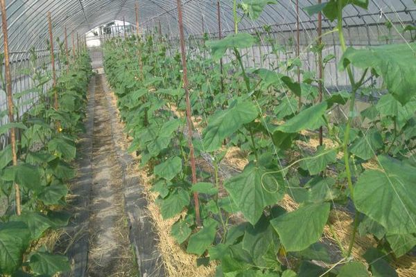 mga pipino sa greenhouse