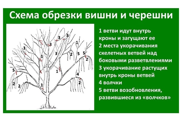 diagrama de poda de cereza 