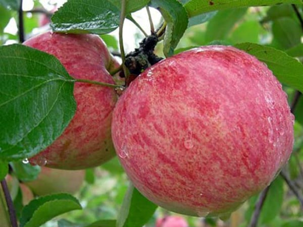 Apfelbaum Sommer gestreift