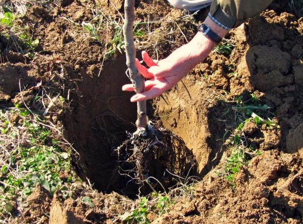 planter des prunes cerises