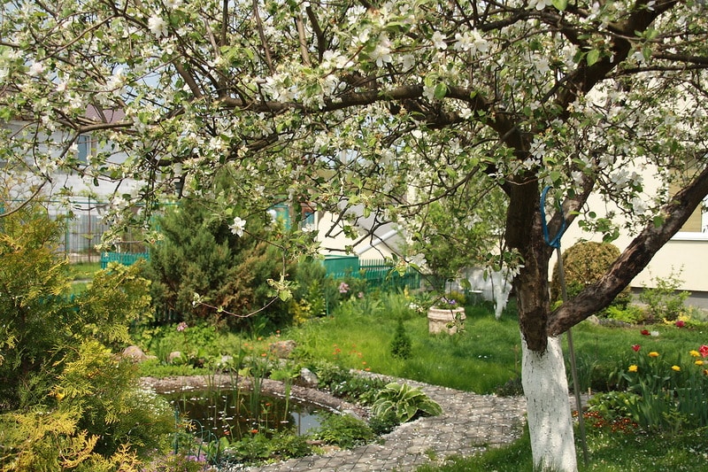 Apfelbaum Ruhm für die Gewinner