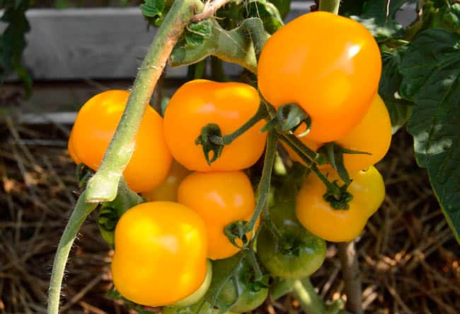 buissons de tomates ambrées