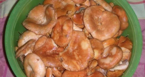 champignons saffraan melkdoppen