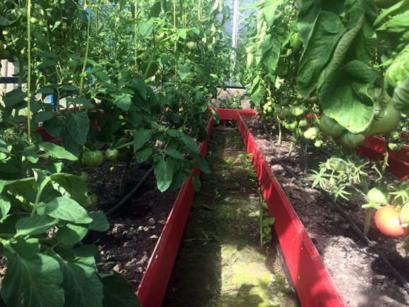 hohe Tomaten in einem Gewächshaus