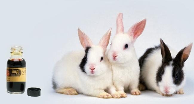 jód pro králíky