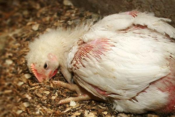 coccidiosis in poultry 