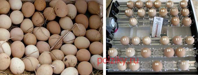 inkubace vajec