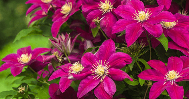 Wie man Clematis vermehrt