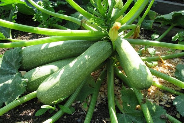 Zucchini auf dem Boden