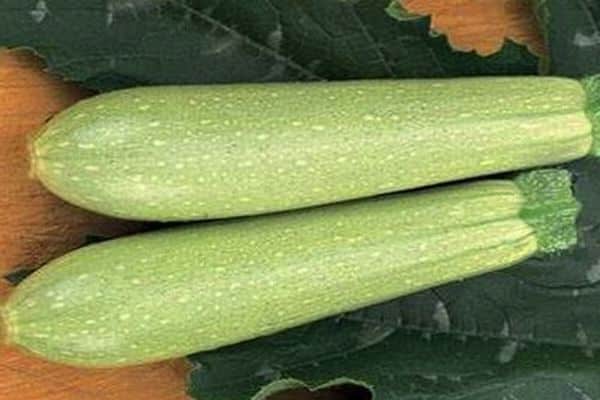 Iskander-Zucchini