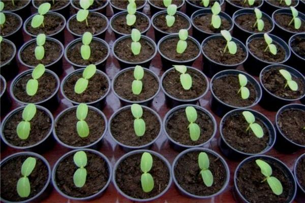 zucchini in pots