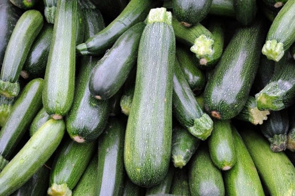 Tsukesha zucchini harvest