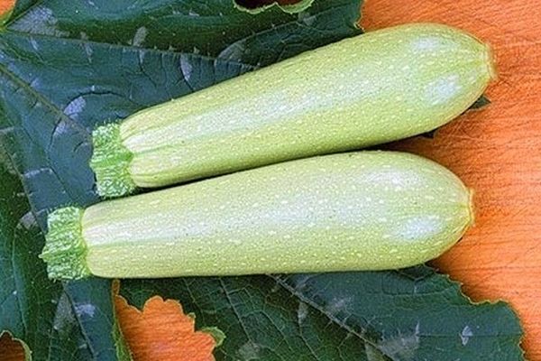 Zucchini auf dem Boden