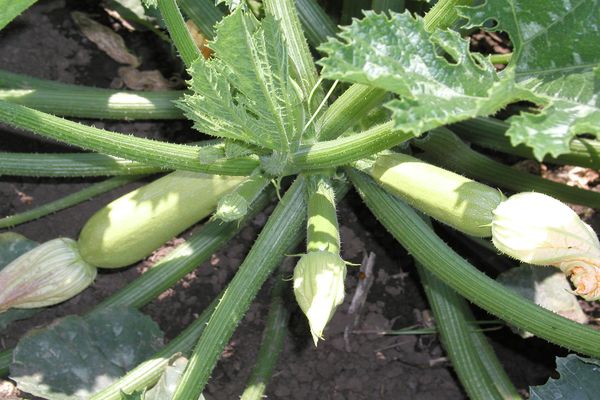 Zucchini-Eierstock