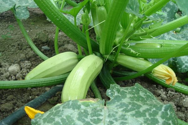 calabacín en crecimiento